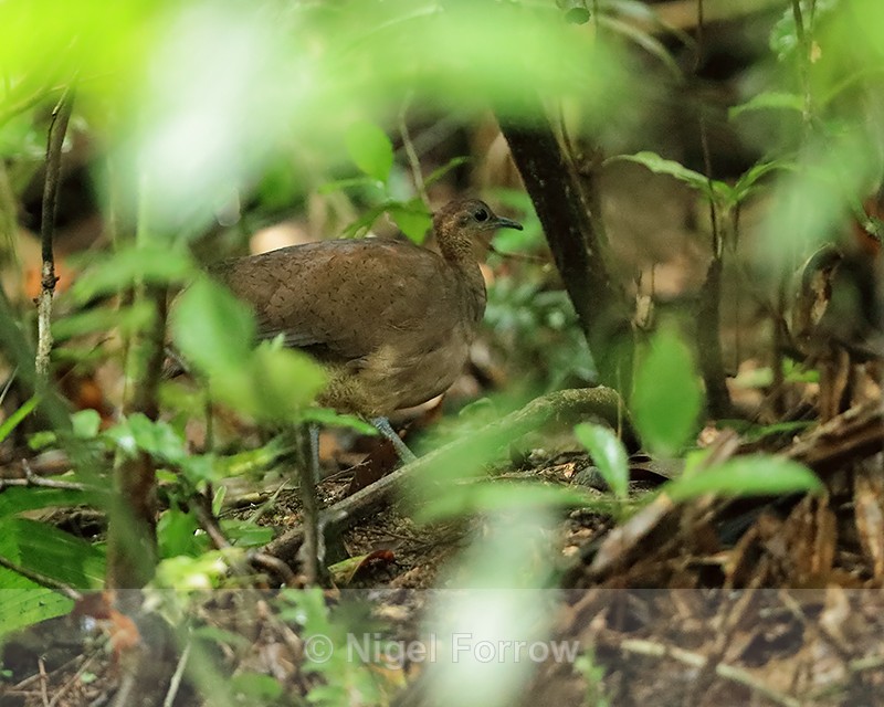 Great Tinamou, Pipeline Road, Panama - Great Tinamou