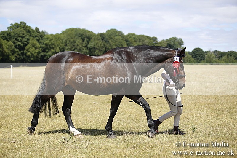 _C7A0094 - In Hand Championship BVRC Show 2018