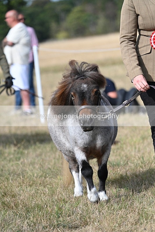 WJ7_8098 - In-hand Championship