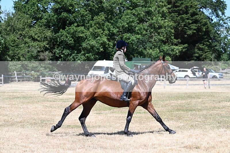 WJ7_3092 - Class 7 Riding Club Show Horse