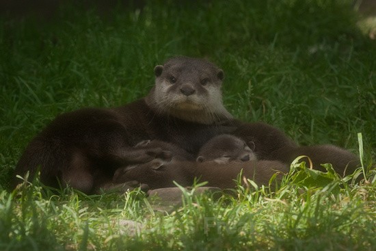 2 - Otters