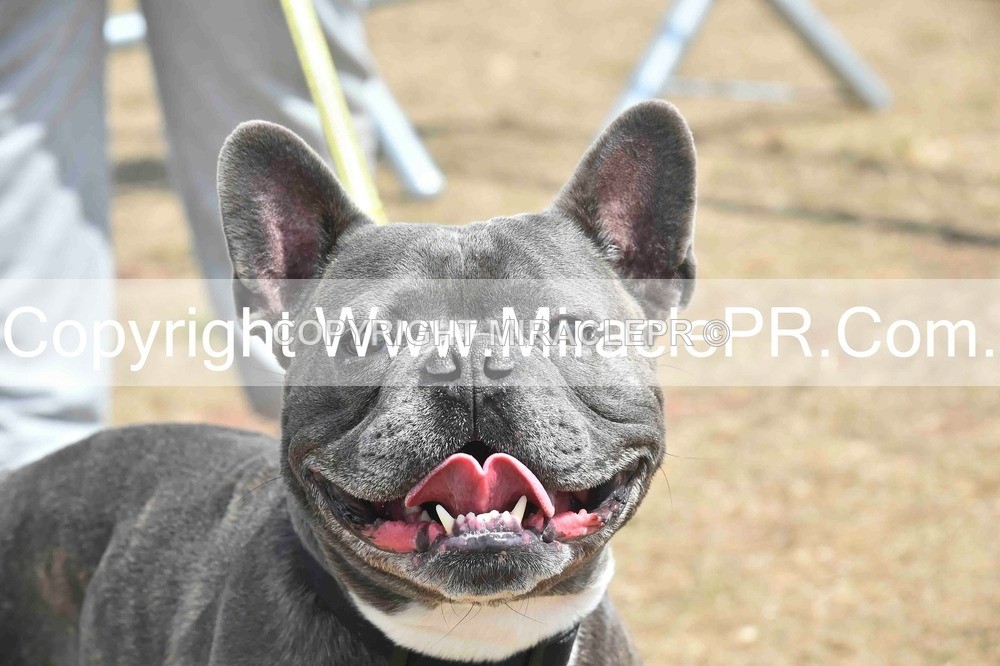 SH4_0065 - Dog show.