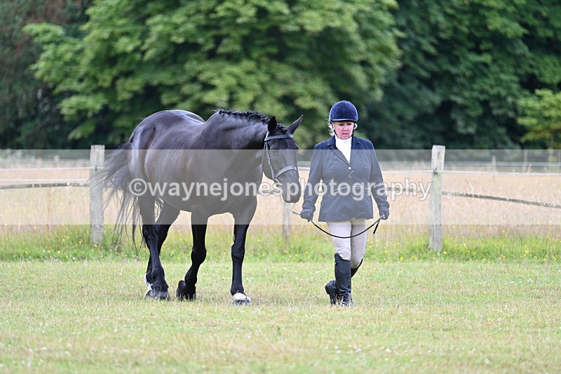 WJ7_6996 - Class 5a Most Handsome Gelding in Hand