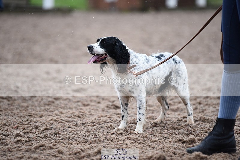 240518A-132608-01293 - Cls 8 Dog the judge would most like to take home