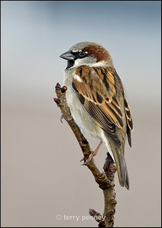 House Sparrow - Birds