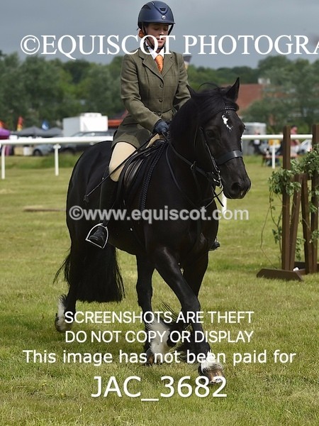 JAC_3682 - 75CM WORKING HUNTER