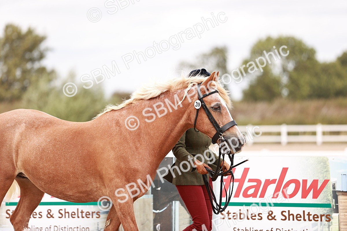 SBM_16101 - Class 411 - Prettiest Mare - (IH or Ridden Adult)
