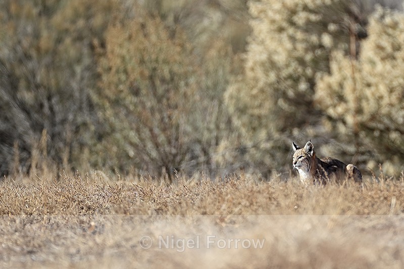 Bobcat looks out, Bosque del Apache, New Mexico, USA - Bobcat