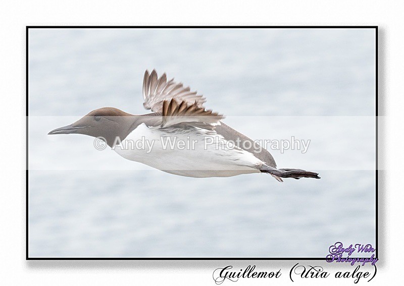 190604-untitled-8E0A5077-Edit - Guillemots
