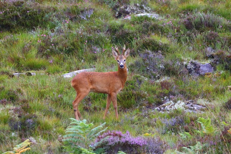 roe deer near Plockton, West Highlands.  Ref1815 - Scotland