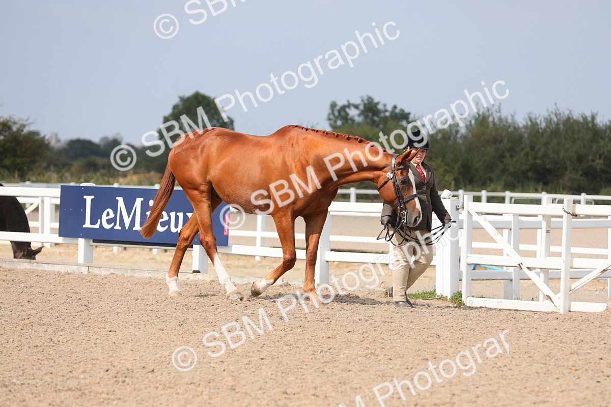 SBM_15657 - Class 312 IH Competition Horse/Pony