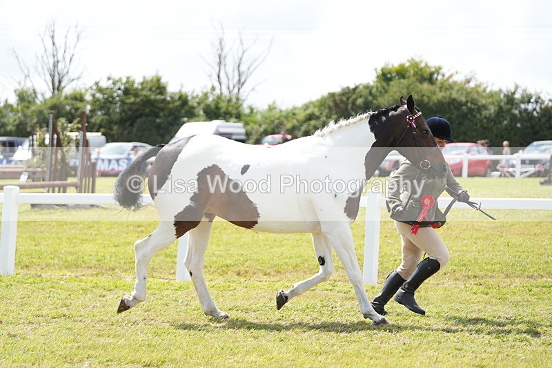 DSC07192 - Coloured Horse In Hand Championship