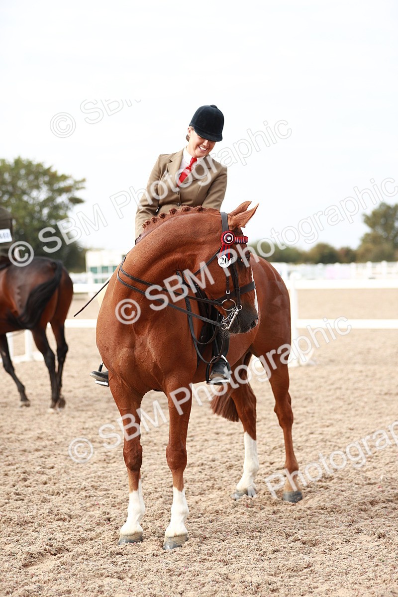 SBM_17563 - Class 215 Ridden Hack/ Riding Horse