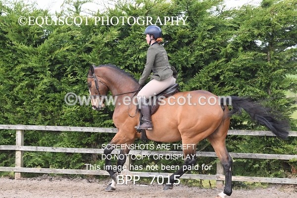 BPP_7015 - RING 1  (RIDDEN HORSES / IN HAND / VETERAN ETC)