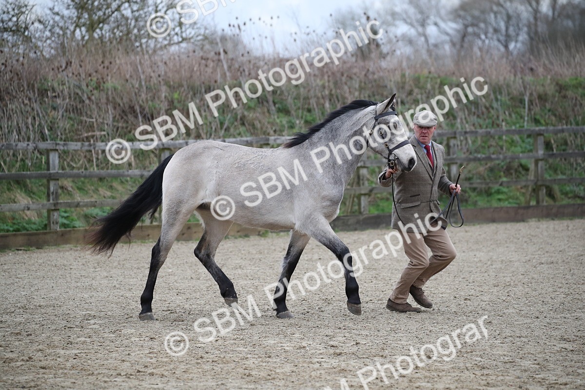 SBM_003968 - Class 1-4 - Young Stock classes Inc. In Hand Championship
