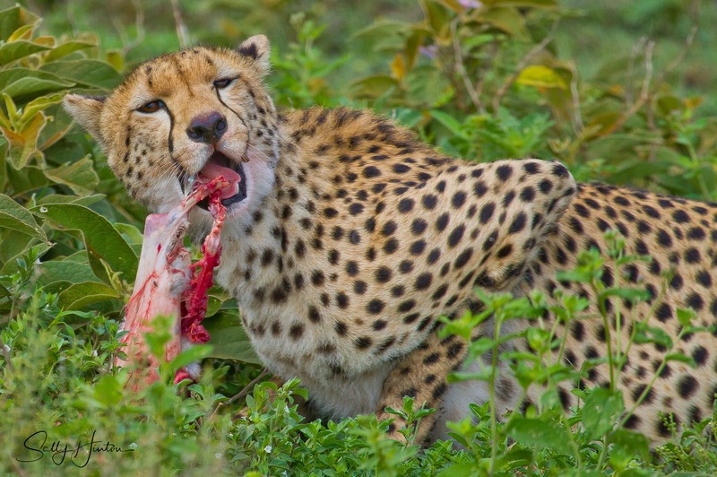 Cheetah with Rabbit
