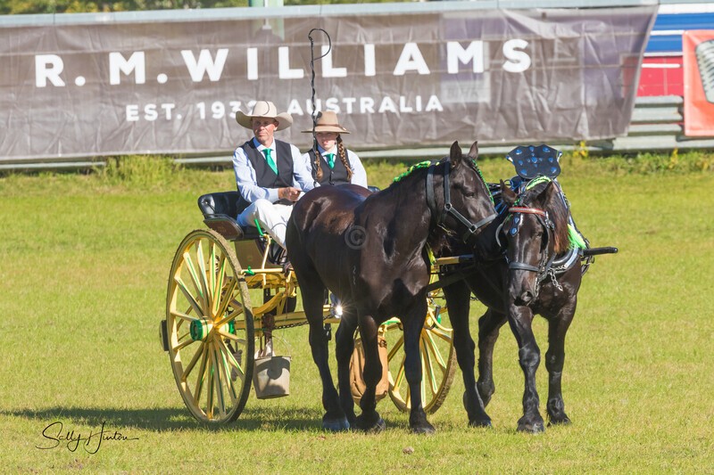 One horse and cart 1. 0A3A9376 - 2025 Senic Rim Clydesdale Spectacular