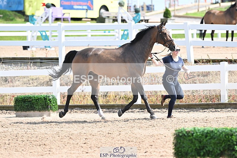 240717A-154602-03048 - Trot Up 3pm to 4pm