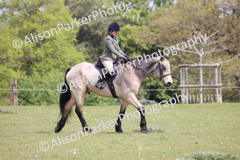 20260426-4291 - Class 34 - Best Riding Horse Over 14.2hh