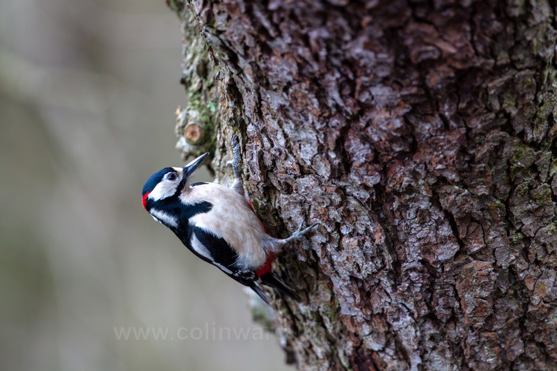 Greater Spotted Woodpecker.    ref 3734 - macro and nature.