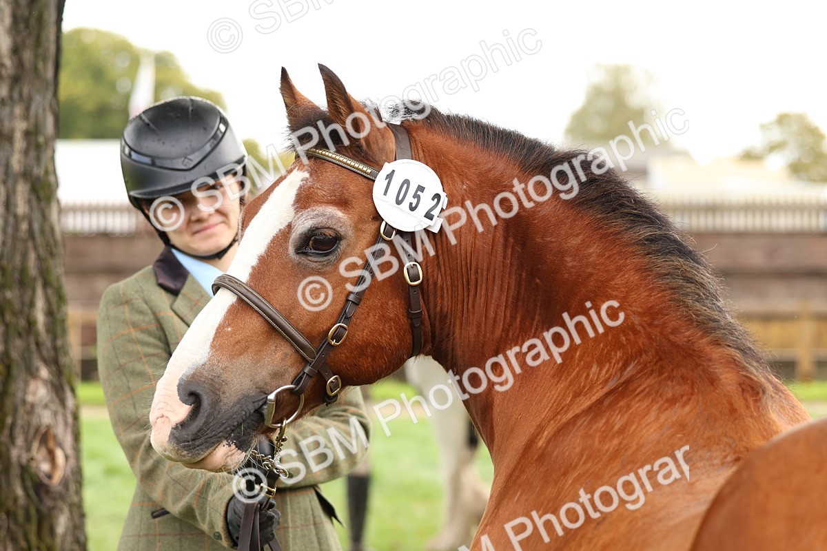 SBM_39348 - S24 - Young Veteran In Hand
