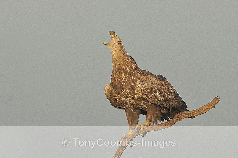 White-tailed Eagle   (sub-adult - calling) - Eagle Hides