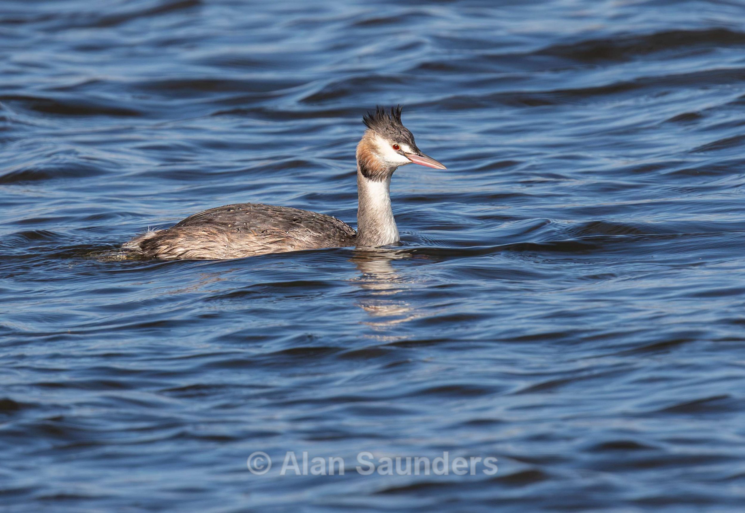 Great Crested Grebe 2