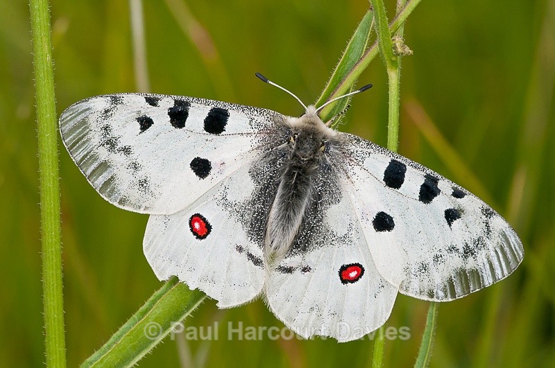  - Bugs: Butterflies