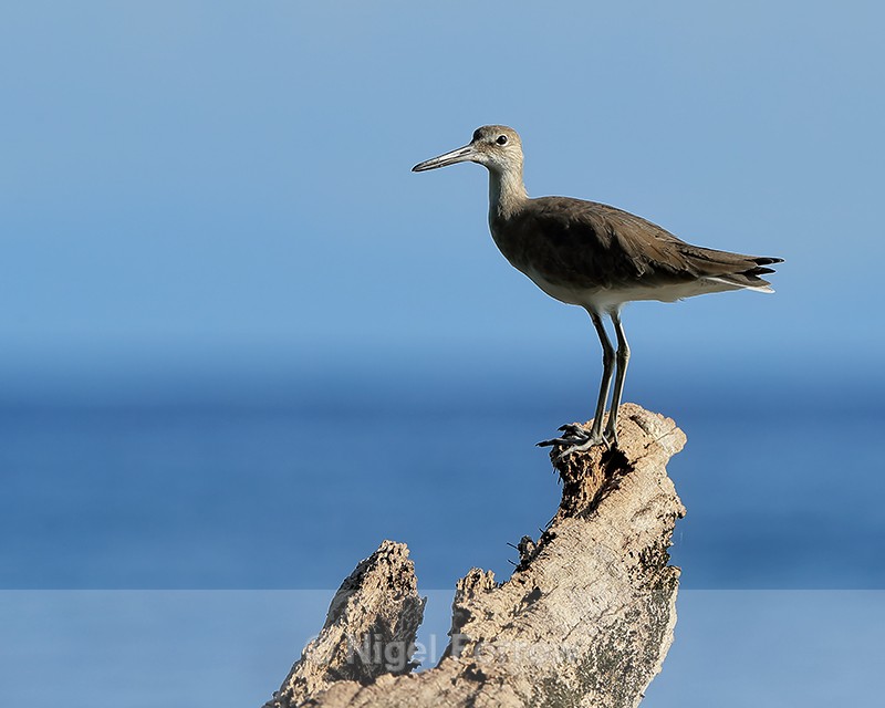 Willet standing on tree stump, Gulfo Dulce, Costa Rica - Willet