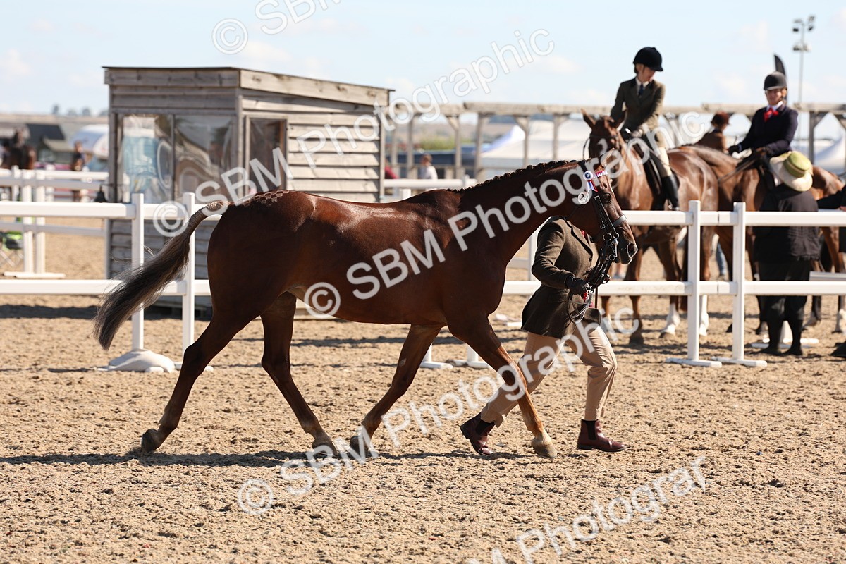 SBM_12854 - Class 205 - IH Show Pony - Show Hunter Pony