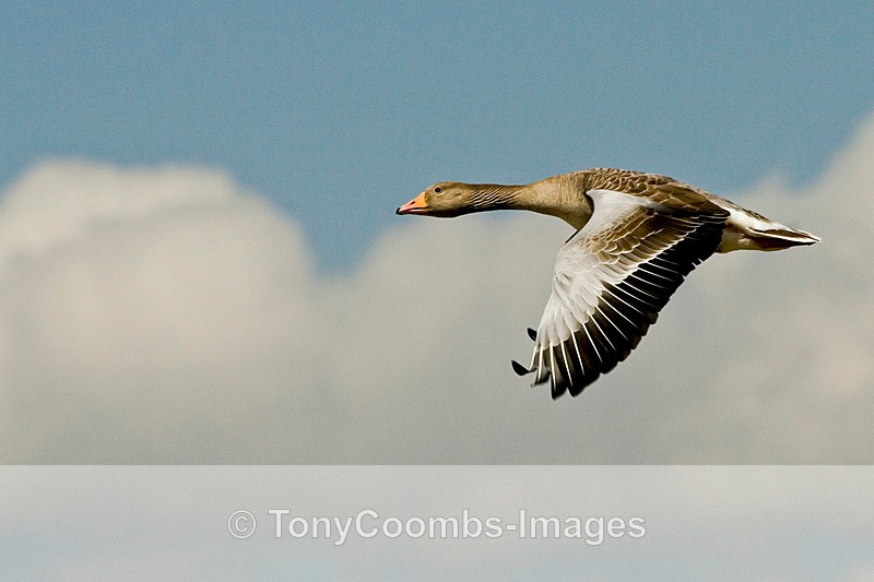 Greylag Goose - Birds