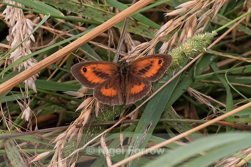 Gatekeeper (male) showing upper wings, resting on the ground - INSECTS