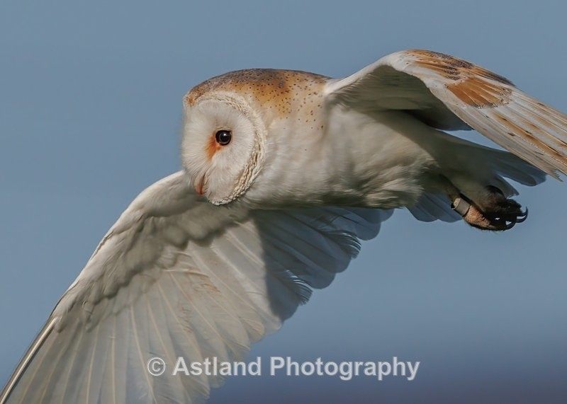 Barn Owl - Latest Images