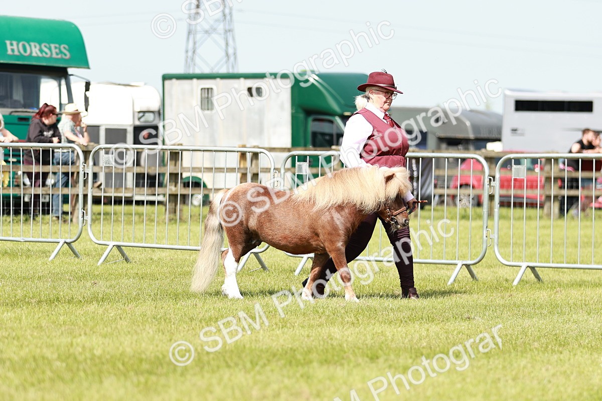 SBM_01950 - Class 14-23 - Mountain & Moorland In Hand Non Welsh