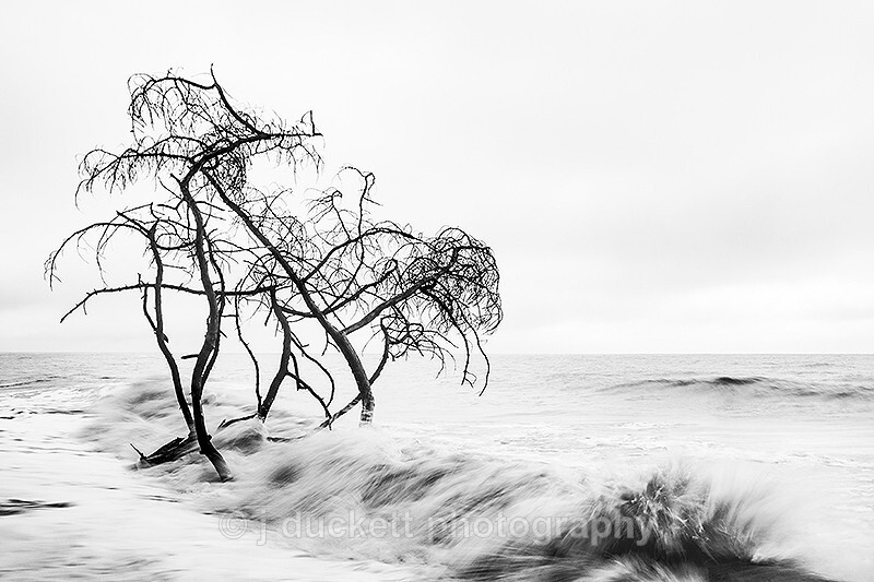  - Trees in the Ocean