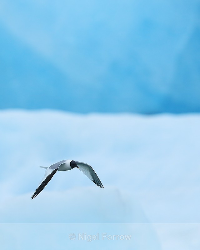 Sabine's Gull flying, Jokulsarlon, Iceland - Sabine's Gull