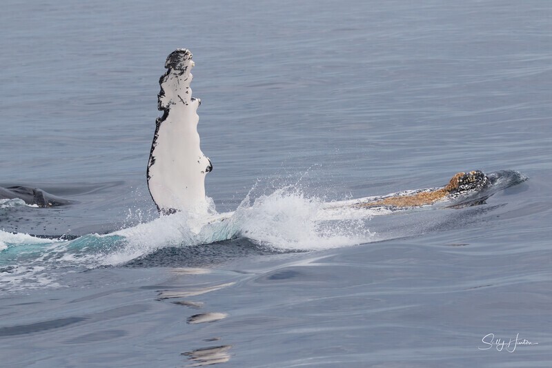0A3A6499. Pectal Slap Reflection 2 - 2023 Whale Photos