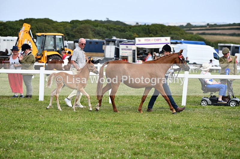 DSC_8419 - Class 69: Pure, Anglo & Part Bred In Hand Arab