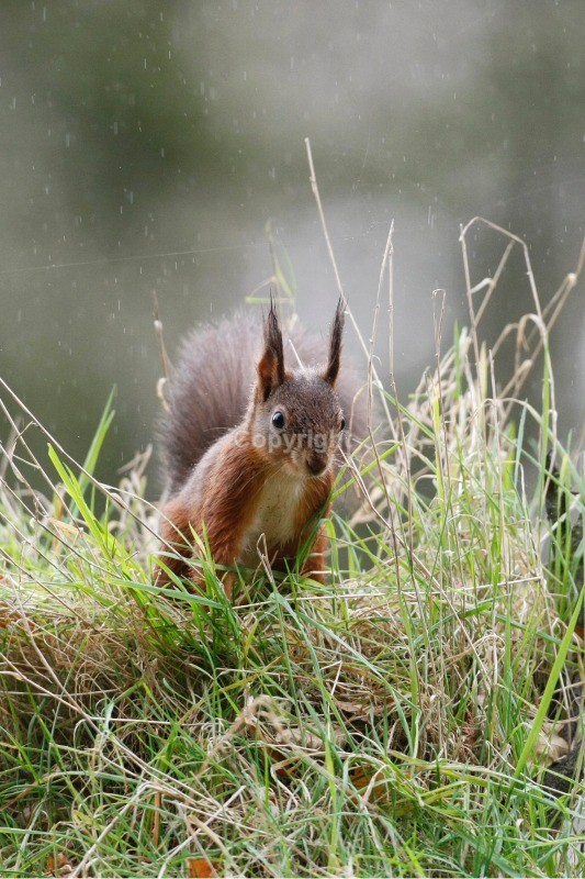 Red Squirrel 22 - Red Squirrel
