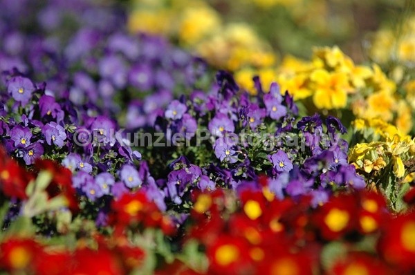  - Golden Gate Park Springtime