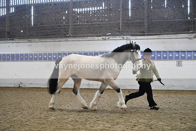 WJ5_4503 - Class 3 Part Bred In hand