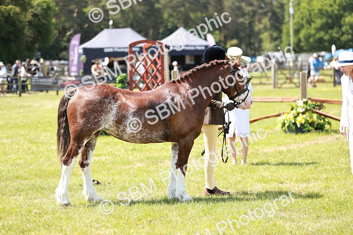 SBM_15561 - Class 108-109 - BSPS LIHS Open Gradle & Nursery Stakes