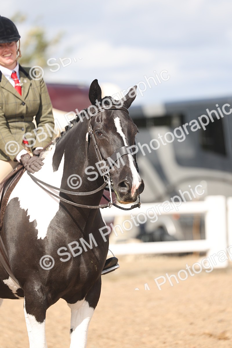 SBM_14788 - Class 308 - Ridden Coloured Horse