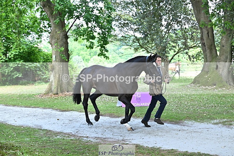 250521A-153123-00565 - B-365-Tom.McEwen-MAESTRO