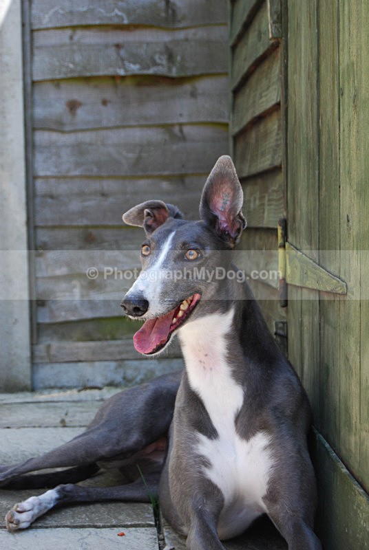  - Greyhounds