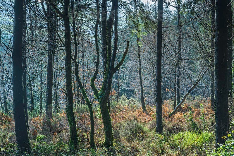 Forest mist - WOODLAND AND PARKS (NEW WORK)