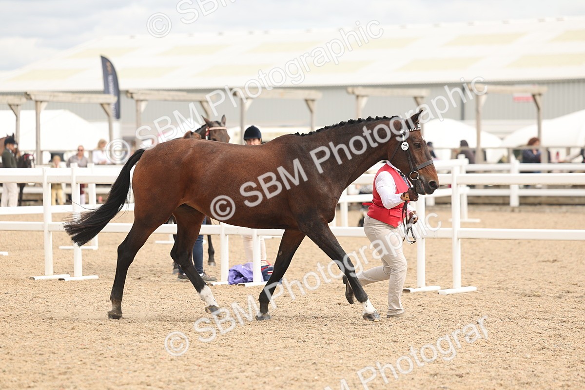 SBM_16979 - Class 312 - IH Competition Horse-Pony