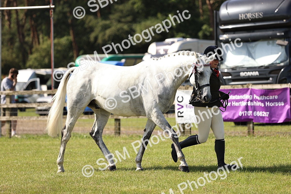 SBM_12946 - Class 75-76 LIHS BSHA Rising Star Hack Riding Horse