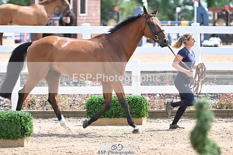 240717A-145046-02344 - Trot Up 2pm to 3pm - This folder is not in time order