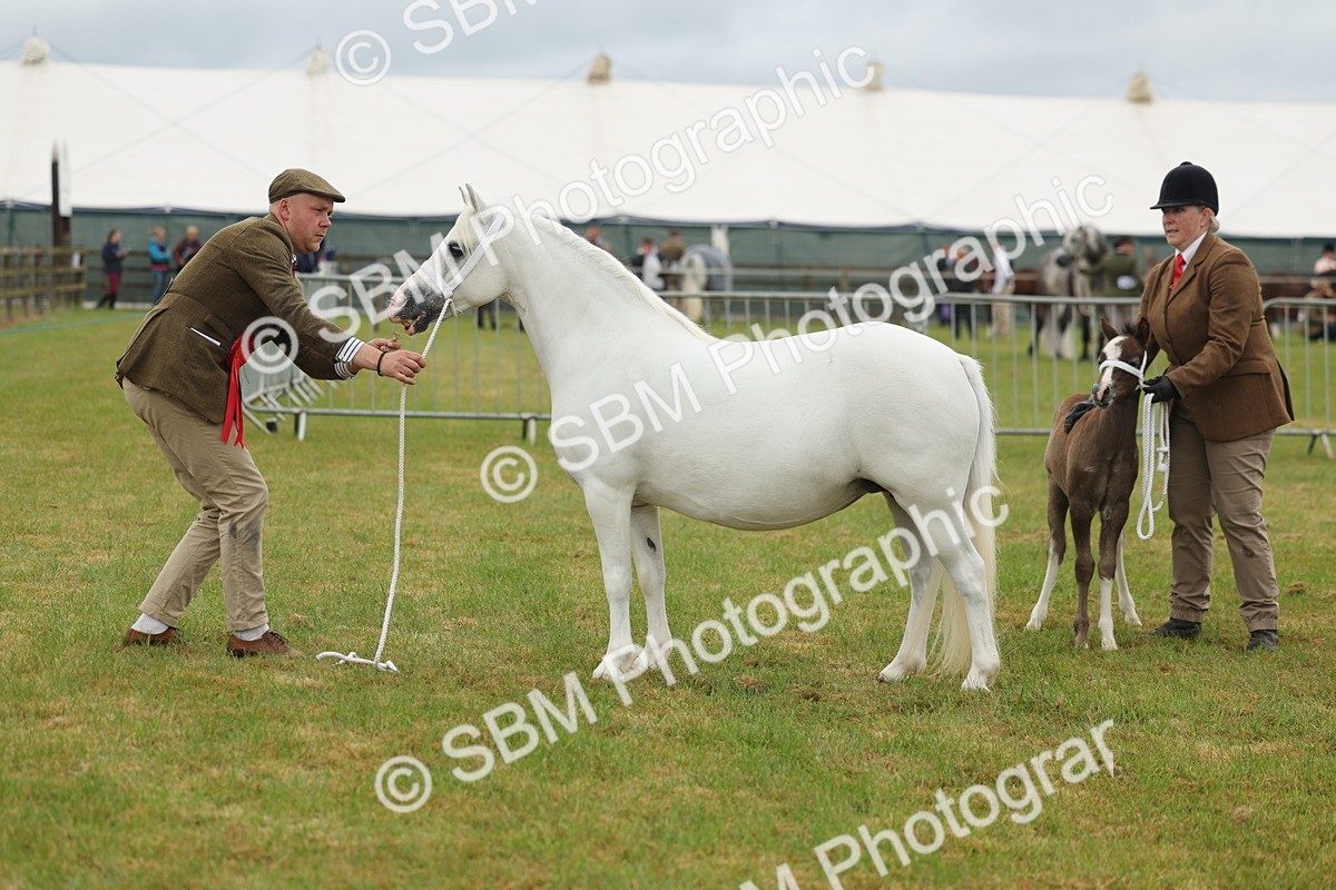 SBM_01634 - Class 50-57 - M&M Welsh Pony In Hand